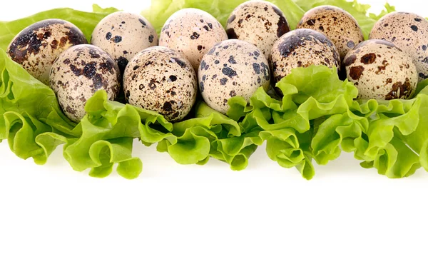 Перепелиные яйца на зеленом салате — стоковое фото