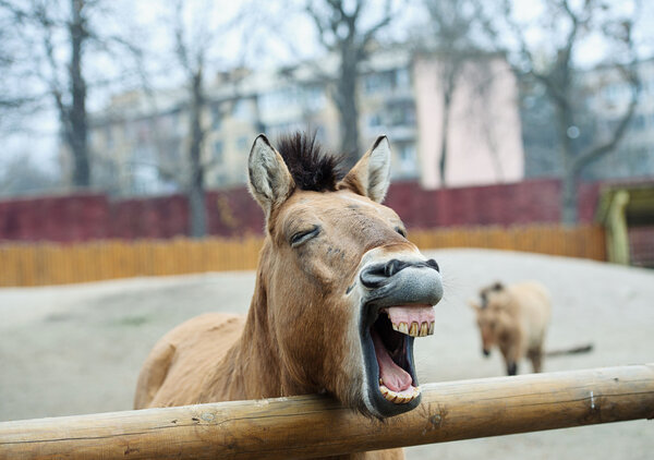 Funny horse 