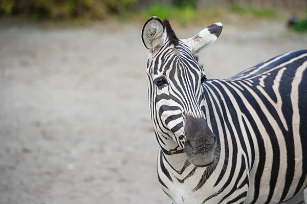 Zebra. Fotografia De Stock