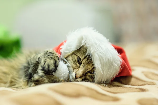 Śmieszny kot w czapce Mikołaja — Zdjęcie stockowe