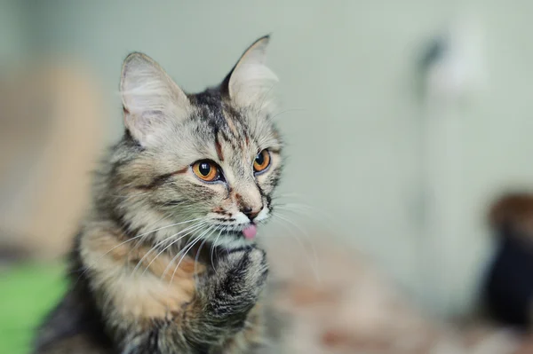 Gato gracioso — Foto de Stock