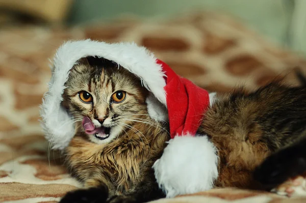Grappige kat in Santa Claus GLB — Stockfoto