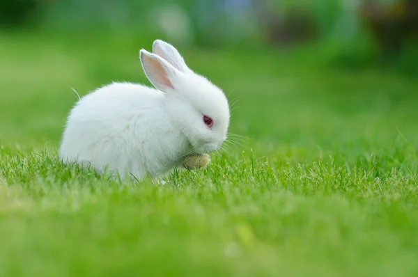 Divertido bebé conejo blanco en la hierba —  Fotos de Stock