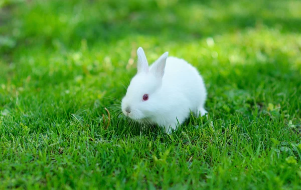 Funny baby wit konijn in gras — Stockfoto