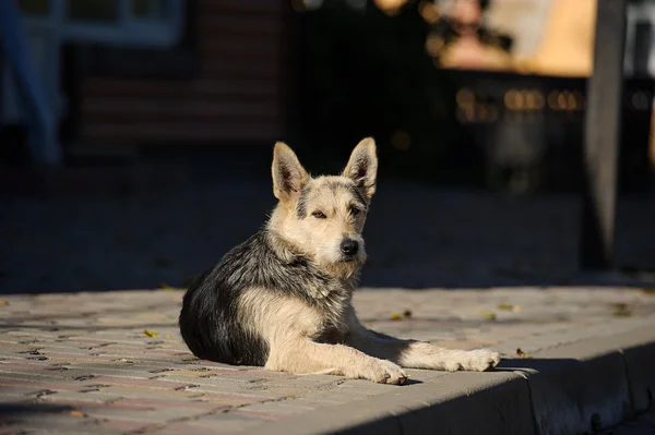 Feküdt a kutya — Stock Fotó