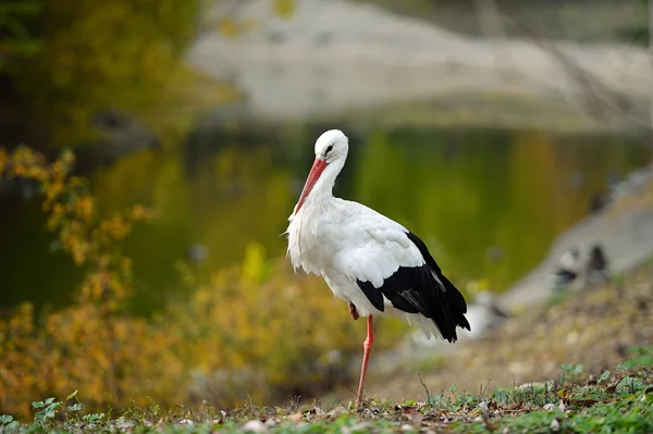 Weißstorch — Stockfoto