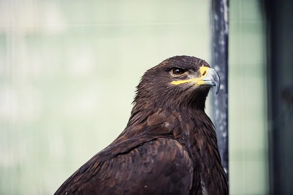 Portrait young eagle — Stock Photo, Image
