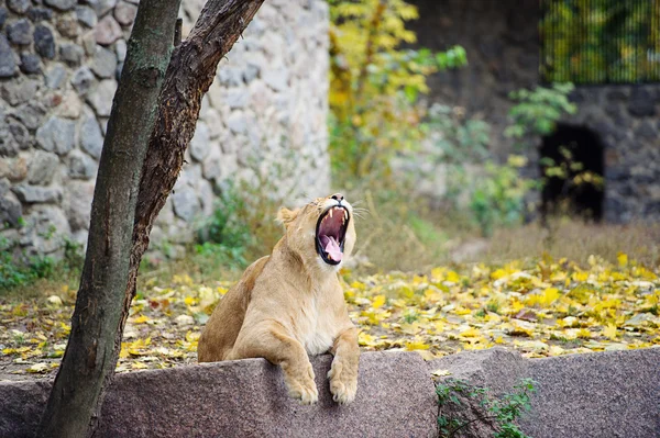 Βρυχηθμό λιοντάρι — Φωτογραφία Αρχείου