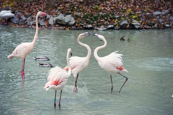 Flamingo Ordförande — Stockfoto