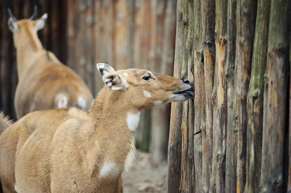Mladí nilgai antilop (boselaphus tragocamelus) — Stock fotografie