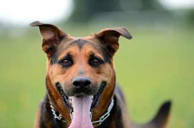 Mutlu Köpek