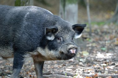 Ormanda yaban domuzu