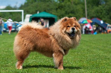 Mutlu Köpek