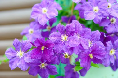 Güzel bahar çiçekleri