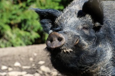 Ormanda yaban domuzu