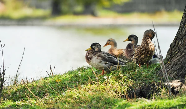 ördek gölet yakınında