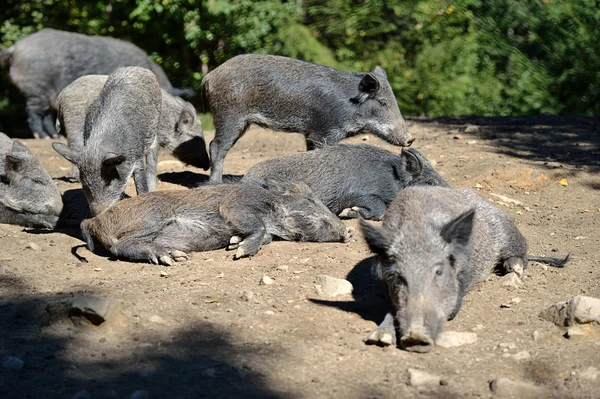 Wildschweine im Wald — Stockfoto