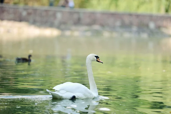 Hermosos cisnes jóvenes en el lago — Foto de Stock