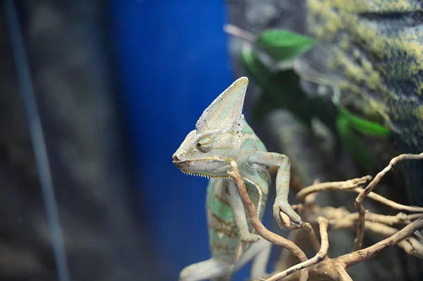 Chameleon — Stock Photo, Image