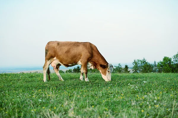 Корова пасеться в горах — стокове фото