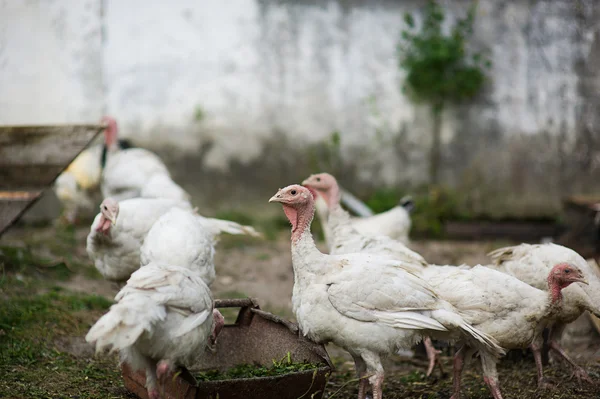 Jonge kalkoenen op een boerderij — Stockfoto