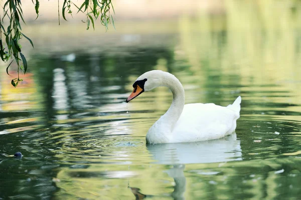 Hermosos cisnes jóvenes en el lago — Foto de Stock