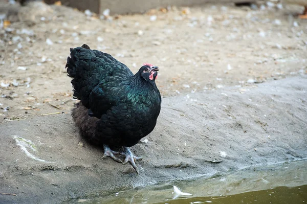 Frango — Fotografia de Stock