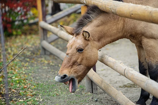 Rolig häst — Stockfoto