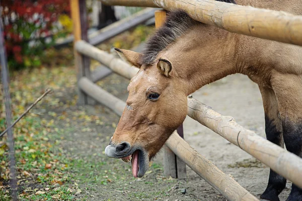 Lustiges Pferd — Stockfoto