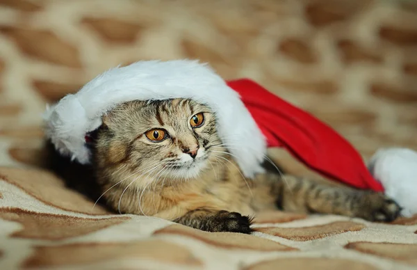 Grappige kat in Santa Claus GLB — Stockfoto