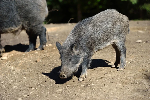 Wild boar in forest — Stock Photo, Image