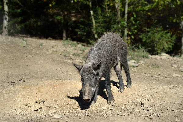 Cinghiale nella foresta — Foto Stock