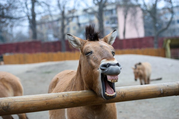 Funny Horse