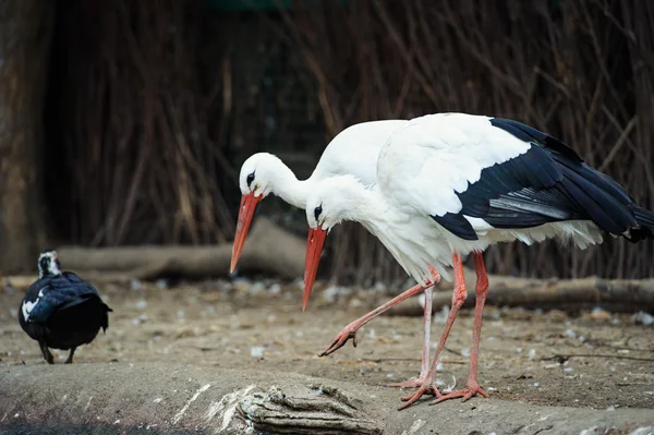 Weißstorch — Stockfoto