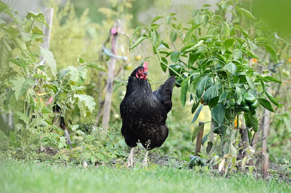 Chicken — Stock Photo, Image