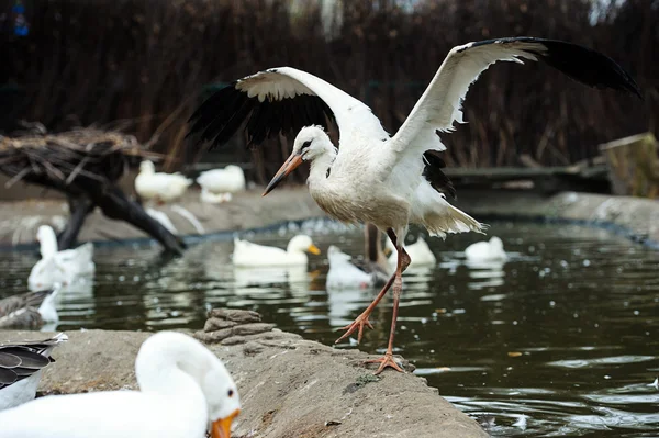 Weißstorch — Stockfoto