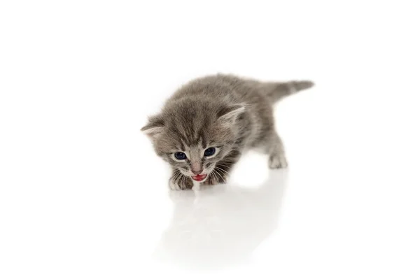 Λίγο γκρι γατάκι 2 εβδομάδων ηλικίας που απομονώνονται σε λευκό φόντο — Φωτογραφία Αρχείου