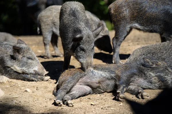 Wildschweine im Wald — Stockfoto