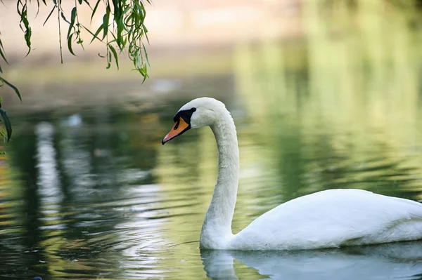 Hermosos cisnes jóvenes en el lago —  Fotos de Stock