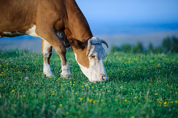 Cow is grazing in the mountains — Stock Photo, Image