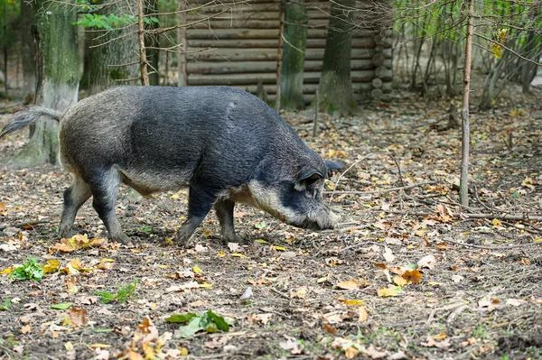 Sanglier dans la forêt — Photo