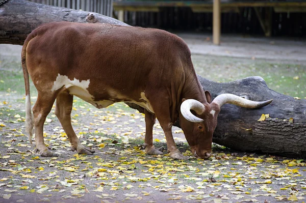 Watusi cattle — Stock Photo, Image