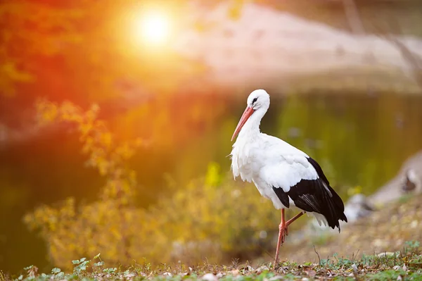 Weißstorch — Stockfoto