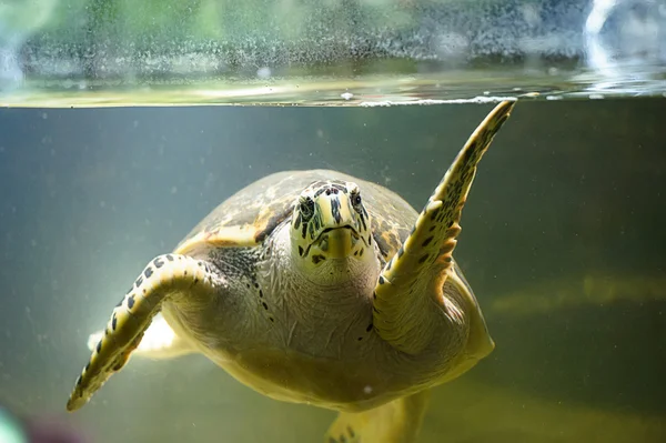 Kaplumbağa yüzme — Stok fotoğraf