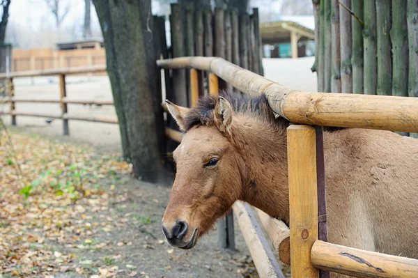Забавный конь — стоковое фото