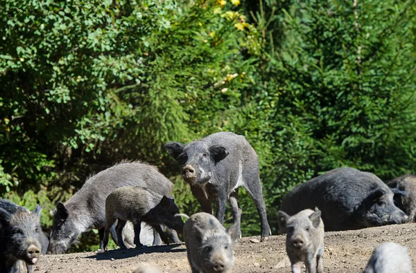 Cinghiale nella foresta — Foto Stock