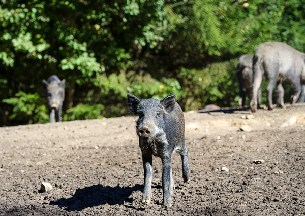 Javali selvagem na floresta — Fotografia de Stock