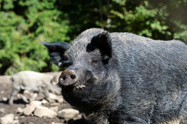 Cinghiale nella foresta — Foto Stock