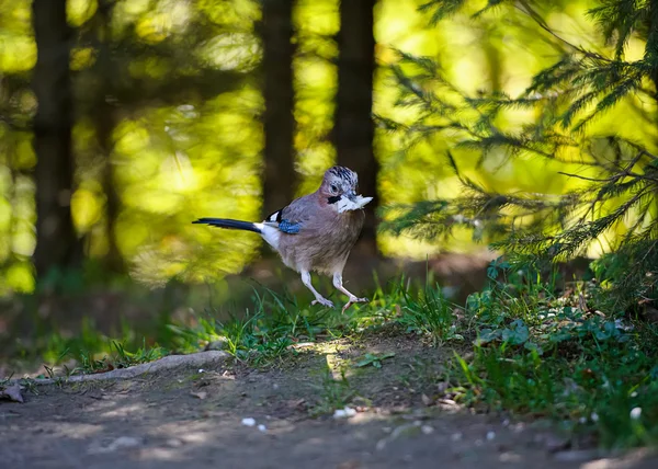 # Blue Jay # — Foto Stock