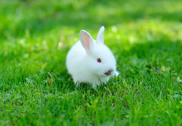 Funny baby wit konijn in gras — Stockfoto